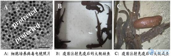点击放大